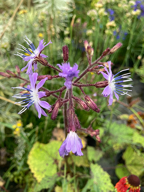 CICERBITA MACRORHIZA B&SWJ2970