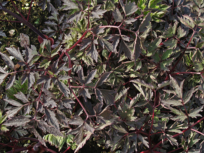 ACTAEA SIMPLEX 'ATROPURPUREA'