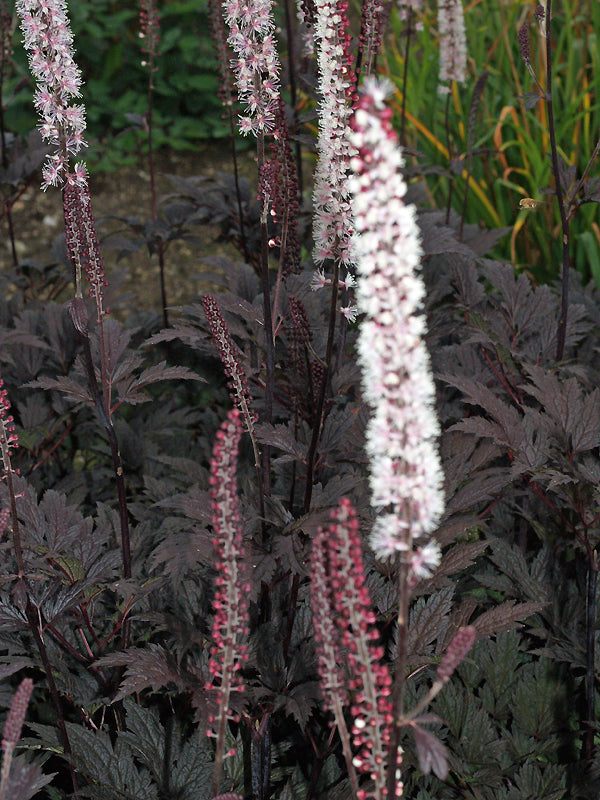 ACTAEA SIMPLEX 'BLACK NÉGLIGÉE'