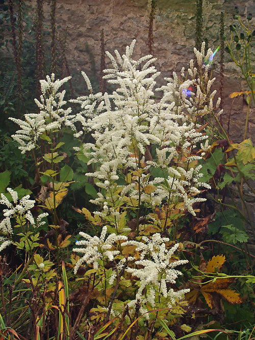 ACTAEA DAHURICA male