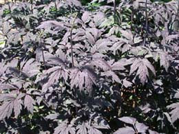 ACTAEA SIMPLEX 'HILLSIDE BLACK BEAUTY'