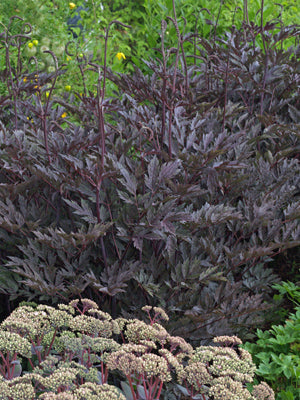 ACTAEA SIMPLEX 'JAMES COMPTON'