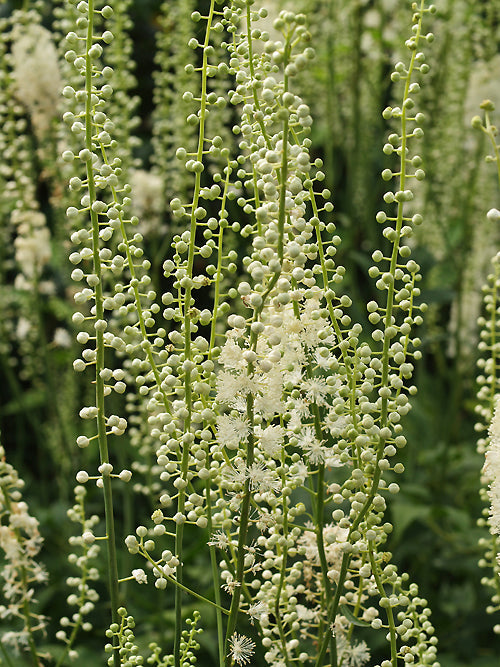 ACTAEA RACEMOSA