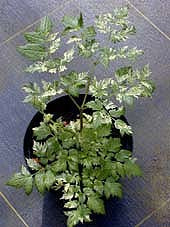 ACTAEA SIMPLEX VARIEGATED