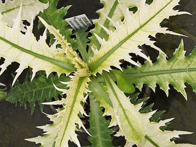 CIRSIUM JAPONICUM 'MURA KUMO'