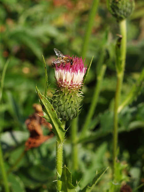 CIRSIUM SP. Mt.Etna