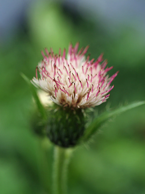 CIRSIUM OLERACEUM