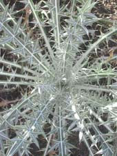 PTILOSTEMON DIACANTHA