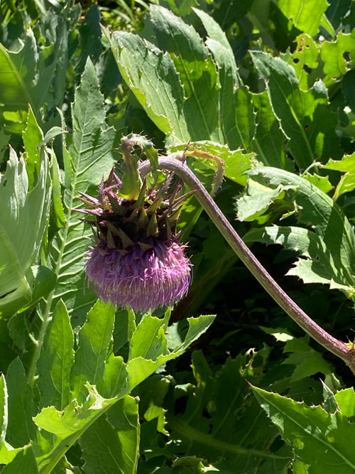 CIRSIUM PURPURATUM