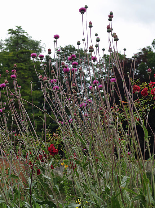 CIRSIUM TUBEROSUM