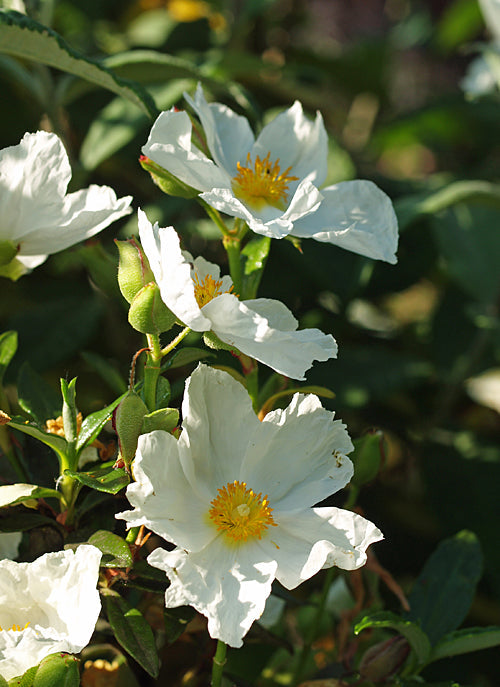CISTUS LADANIFER var.SULCATUS