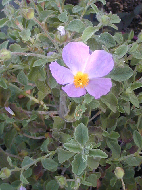 CISTUS CRETICUS RCB TQ-F-8