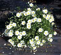 CISTUS x NIGRICANS