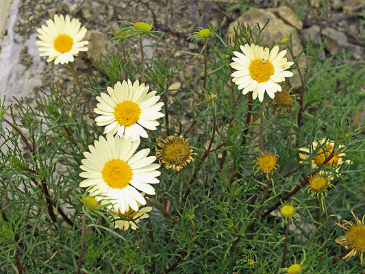 CLADANTHUS SP.B&F MA-20