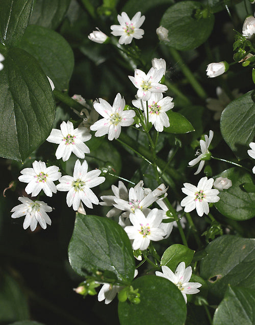 CLAYTONIA SIBIRICA f.ALBIFLORA