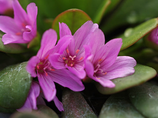 CLAYTONIA MEGARHIZA var.NIVALIS