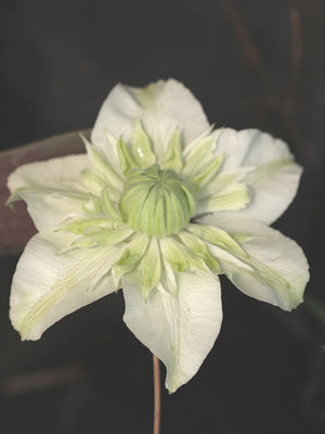 CLEMATIS FLORIDA 'FLORE PLENO'