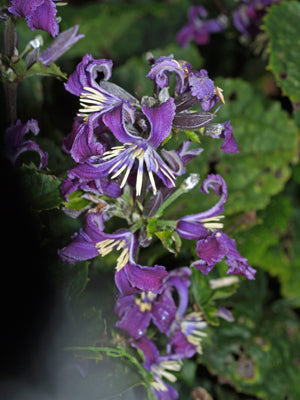 CLEMATIS HERACLIFOLIA 'CHINA PURPLE'