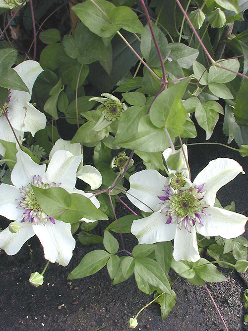 CLEMATIS FLORIDA var.SIEBOLDIANA