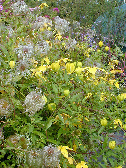 CLEMATIS TANGUTICA