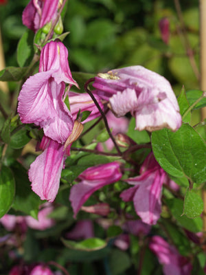 CLEMATIS 'ALIONUSKA'