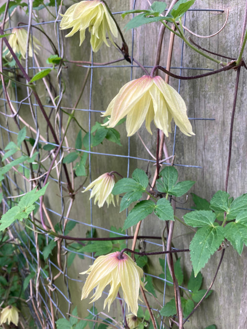 CLEMATIS 'AMBER'