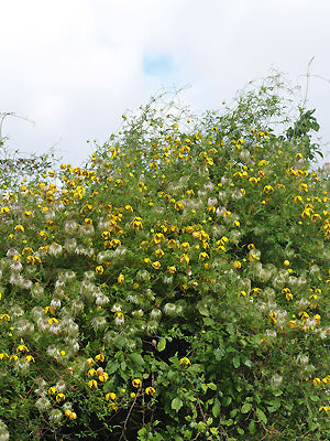 CLEMATIS 'BILL MACKENZIE'