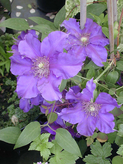 CLEMATIS 'BURMA STAR'