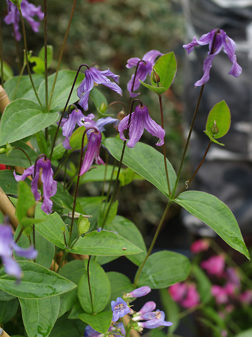 CLEMATIS x DIVERSIFOLIA