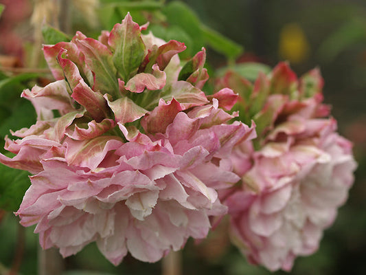 CLEMATIS 'DANCING SMILE'