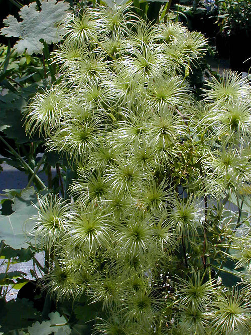 CLEMATIS 'EARLY SENSATION'