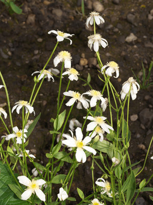 CLEMATIS GENTIANOIDES