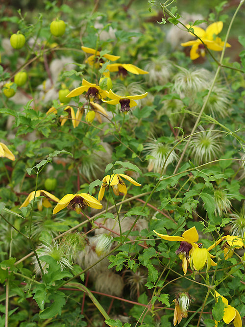CLEMATIS 'HELIOS'