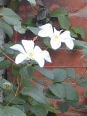 CLEMATIS 'HULDINE'