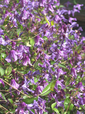 CLEMATIS x DIVERSIFOLIA 'HENDERSONII'