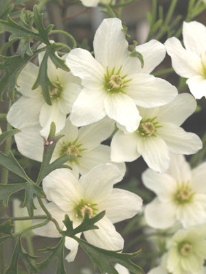 CLEMATIS x CARTMANNII 'JOE'