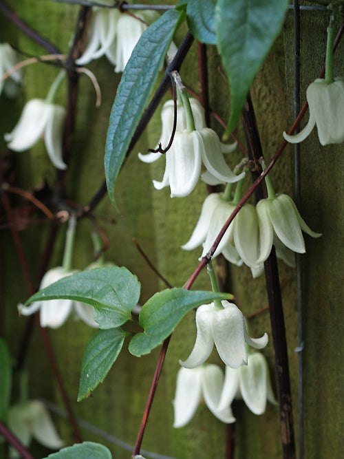 CLEMATIS UROPHYLLA 'WINTER BEAUTY'