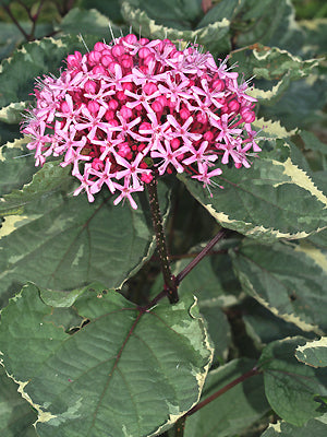 CLERODENDRUM BUNGEI 'PINK DIAMOND'