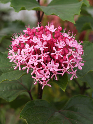 CLERODENDRUM BUNGEI