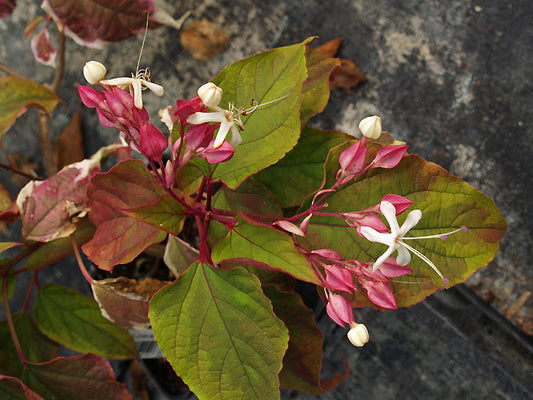 CLERODENDRUM TRICHOTOMUM 'CARNIVAL'