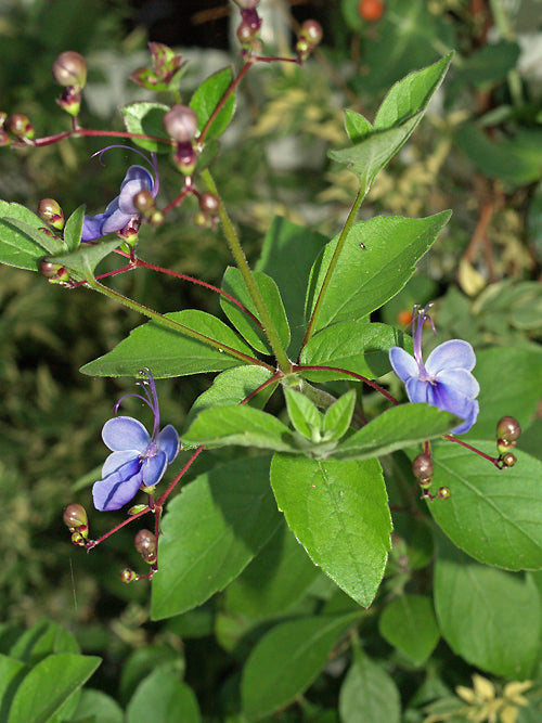 CLERODENDRUM UGANDENSE