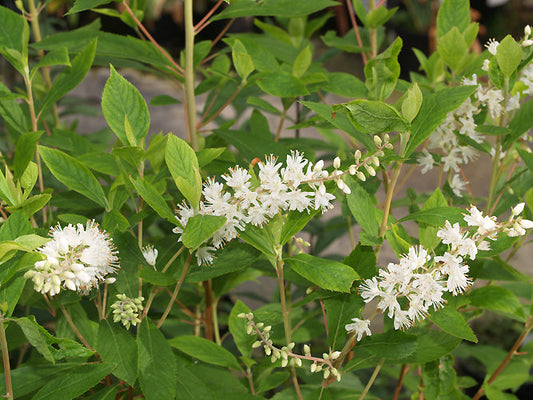CLETHRA ALNIFOLIA