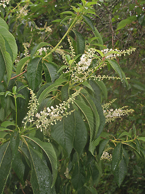 CLETHRA BARBINERVIS