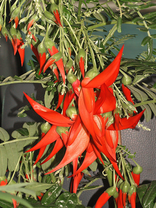 CLIANTHUS PUNICEUS