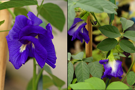 CLITORIA TERNATEA 'FLORE PLENA'