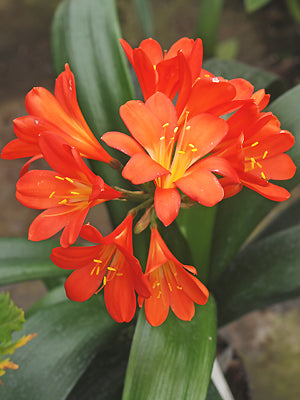 CLIVIA MINIATA 'BEVERLEY'S DELIGHT'