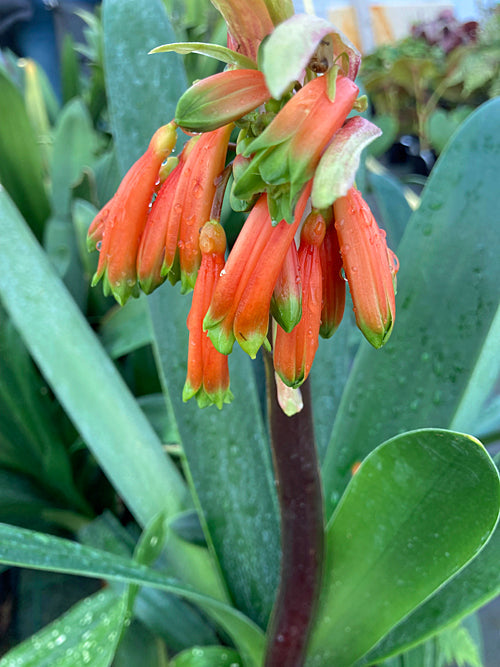 CLIVIA CAULESCENS