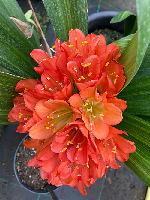 CLIVIA 'PEDRO VARIEGATED'