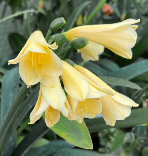 CLIVIA INTERSPECIFIC CAULESCENS X