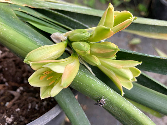 CLIVIA 'JUDITH SHIELDS'